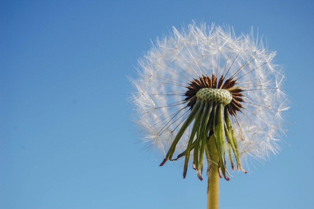 Pollen sind häufige Trigger für Ekzem im Gesicht