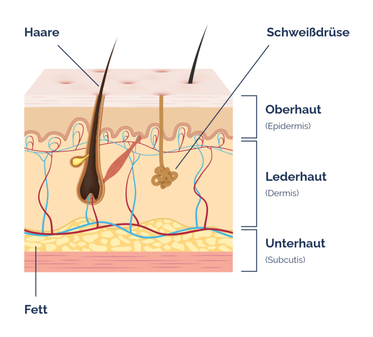Aufbau der Haut | Nia