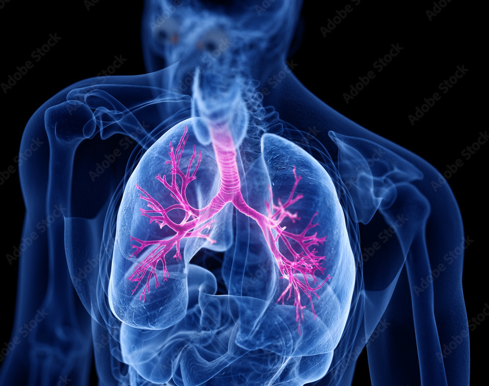 Asthma und Neurodermitis: Lunge 